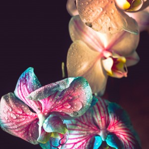 Multicoloured Orchid